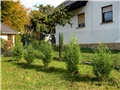 Cupressocyparis Leylandii