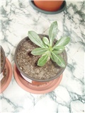 adenium