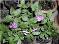 achimenes2