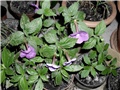 achimenes2