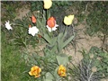 tulipani i narcisi