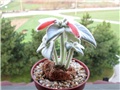 sinningia leucotricha