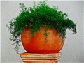 asparagus