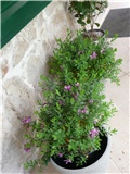 polygala