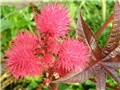 Ricinus