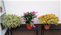 Schlumbergera