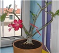 Adenium obesum - @antonija