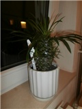 PACIPOLDIUM