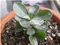 adenium mini size1