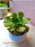 aeonium 3
