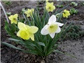 narcis1