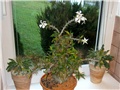 Pachypodium saundersii