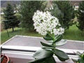 Crassula lactea