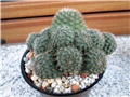 Rebutia brunnescens