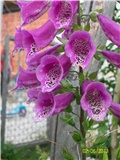 Naprstak - digitalis purpurea