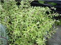 sedum