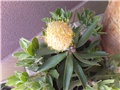 leucospermum