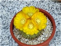Parodia mutabilis 