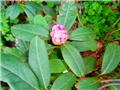 rododendron