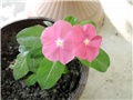 vinca8