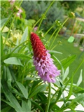 primula