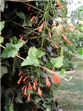 ruselia - lat. russelia equisetiformis 