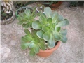 Aeonium
