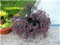 Sedum  Purple Emperor 