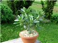  Adenium arabicum