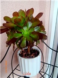 aeonium