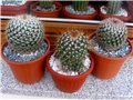 Mammillaria