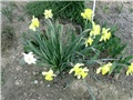 narcis skupina