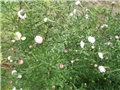 bijeli aster