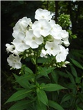 Phlox