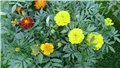 tagetes