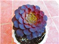 aeonium