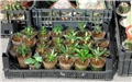 adenium, pachypodium , dorstenia