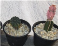 Euphorbia gymnocalycioides Euphorbia abdelkuri damask