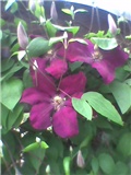 Clematis 