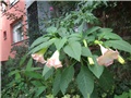 Datura