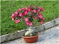 Adenium obesum