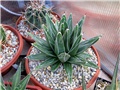 Agave victoria-reginae