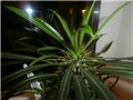 pacipoldium