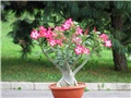 Adenium obesum