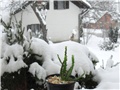 Euphorbia stellata 