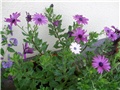 osteospermum