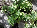 sedum palmeri