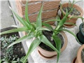 aloe2