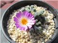 frithia pulchra