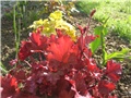 Heuchera